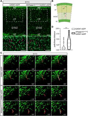 Loss of ARHGAP15 affects the directional control of migrating interneurons in the embryonic cortex and increases susceptibility to epilepsy